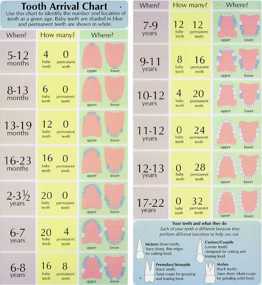 order of tooth eruption chart